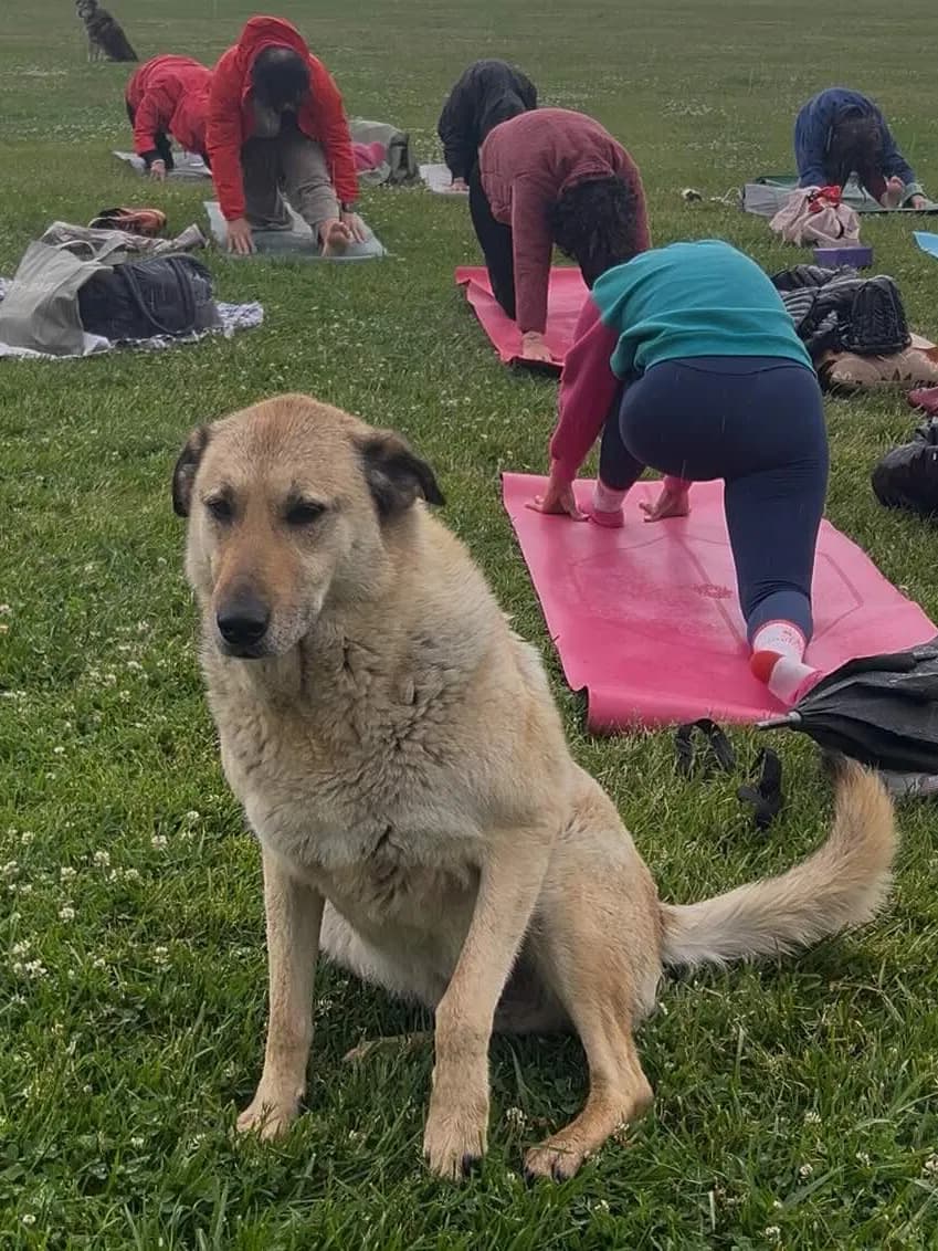 Kahvesine Yoga Fotoğrafı 3